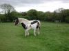 Mare and foal in Killowen 2_thumb.jpg 2.2K